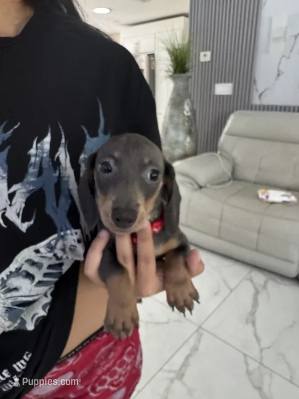 Lili – Miniature Dachshund puppy for sale in Orlando, FL