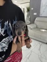 Lili, a female Miniature Dachshund for sale in Orlando, FL – 1 of 7