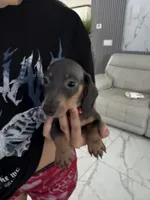 Lili, a female Miniature Dachshund for sale in Orlando, FL – 3 of 7