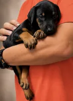 AKC Black & Rust Female Doberman G, a female Doberman Pinscher for sale in Terre Haute, IN – 5 of 6