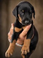 AKC Boy B Black & Rust Doberman Puppy!, a male Doberman Pinscher for sale in Terre Haute, IN – 5 of 6