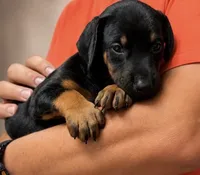 AKC Black & Rust Female Doberman G, a female Doberman Pinscher for sale in Terre Haute, IN – 1 of 6
