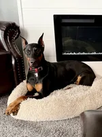 AKC Boy B Black & Rust Doberman Puppy!, a male Doberman Pinscher for sale in Terre Haute, IN – 4 of 6