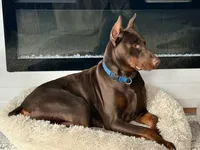 AKC Boy B Black & Rust Doberman Puppy!, a male Doberman Pinscher for sale in Terre Haute, IN – 3 of 6