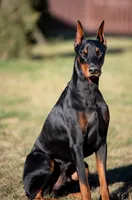 AKC Black & Rust Female Doberman G, a female Doberman Pinscher for sale in Terre Haute, IN – 4 of 6