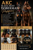 AKC Boy B Black & Rust Doberman Puppy!, a male Doberman Pinscher for sale in Terre Haute, IN – 6 of 6