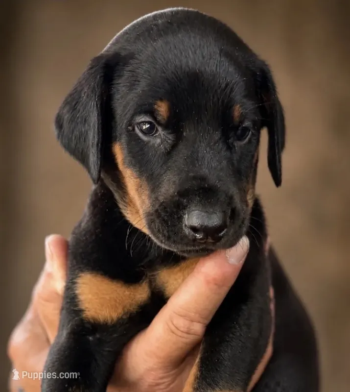 AKC Boy B Black & Rust Doberman Puppy! – Doberman Pinscher puppy for sale in Terre Haute, IN