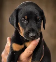 AKC Boy B Black & Rust Doberman Puppy!, a male Doberman Pinscher for sale in Terre Haute, IN – 1 of 6