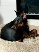 AKC Black & Rust Female Doberman G, a female Doberman Pinscher for sale in Terre Haute, IN – 2 of 6