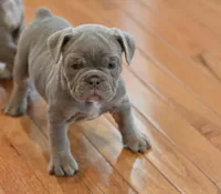 Molly, a female Olde English Bulldogge for sale in Brandywine, MD – 2 of 2