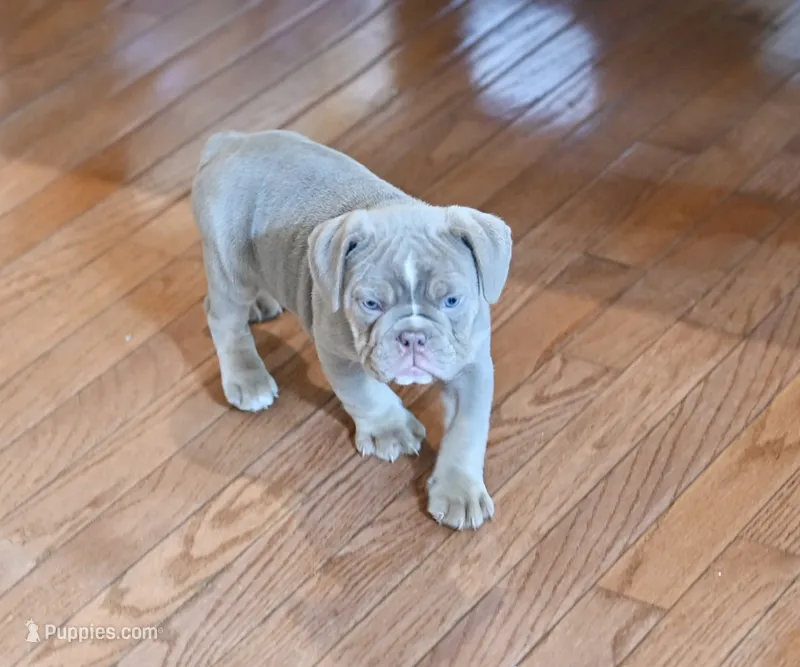 Willow – Olde English Bulldogge puppy for sale in Brandywine, MD