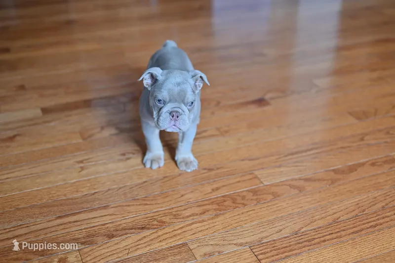 Buddy. , a male Olde English Bulldogge for sale in Brandywine, MD – Photo 1 of 1