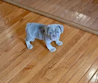 Willow, a female Olde English Bulldogge for sale in Brandywine, MD – 4 of 5