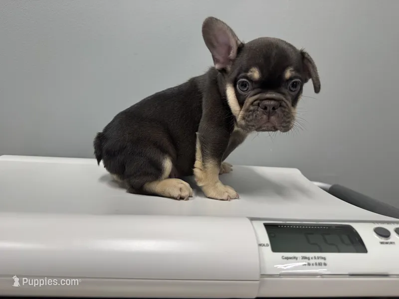Chocolate Chip – French Bulldog puppy for sale in Brandywine, MD