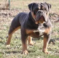 Max , a male Olde English Bulldogge for sale in Brandywine, MD – Photo 5 of 5