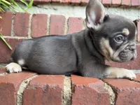 Chocolate Chip, a male French Bulldog for sale in Brandywine, MD – 2 of 2