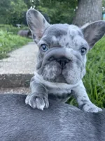 Santos, a male French Bulldog for sale in Brandywine, MD – 3 of 3