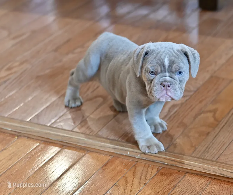 Willow – Olde English Bulldogge puppy for sale in Brandywine, MD