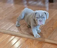 Willow, a female Olde English Bulldogge for sale in Brandywine, MD – 1 of 5