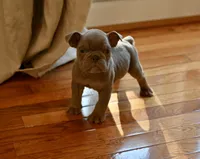 Buddy. , a male Olde English Bulldogge for sale in Brandywine, MD – Photo 2 of 2