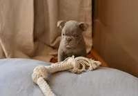 Buddy. , a male Olde English Bulldogge for sale in Brandywine, MD – Photo 1 of 2