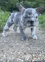 Santos, a male French Bulldog for sale in Brandywine, MD – 2 of 3