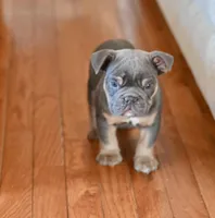 Max , a male Olde English Bulldogge for sale in Brandywine, MD – Photo 3 of 5