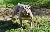 Max , a male Olde English Bulldogge for sale in Brandywine, MD – Photo 4 of 5