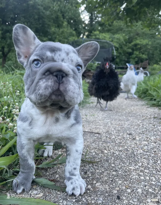 Santos – French Bulldog puppy for sale in Brandywine, MD
