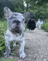 Santos, a male French Bulldog for sale in Brandywine, MD – 1 of 3