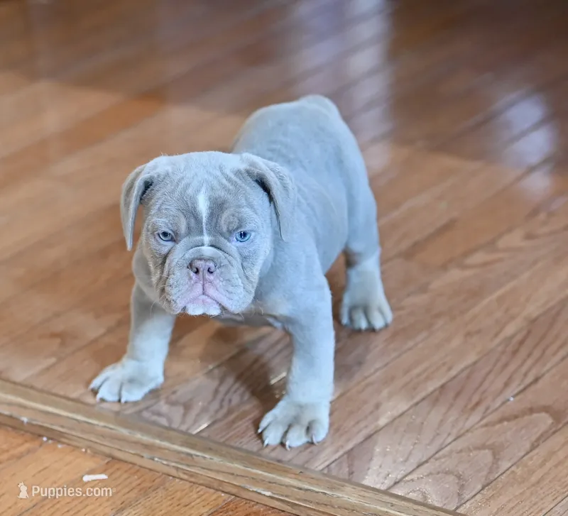 Willow – Olde English Bulldogge puppy for sale in Brandywine, MD