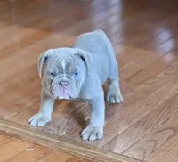 Willow, a female Olde English Bulldogge for sale in Brandywine, MD – 2 of 5
