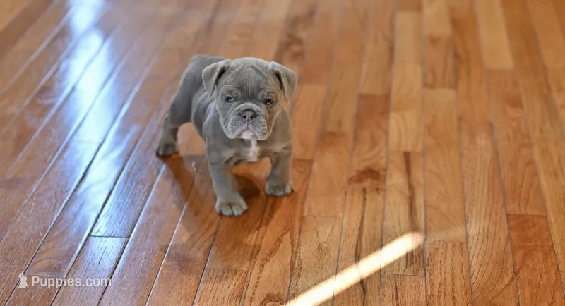 Molly – Olde English Bulldogge puppy for sale in Brandywine, MD