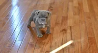 Molly, a female Olde English Bulldogge for sale in Brandywine, MD – 1 of 2