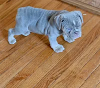 Willow, a female Olde English Bulldogge for sale in Brandywine, MD – 5 of 5