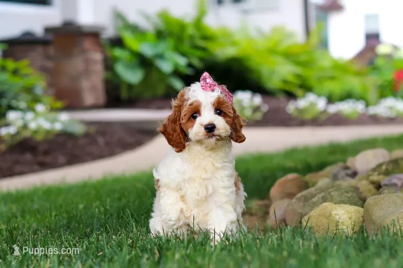 Ava – Cockapoo puppy for sale in Millersburg, OH