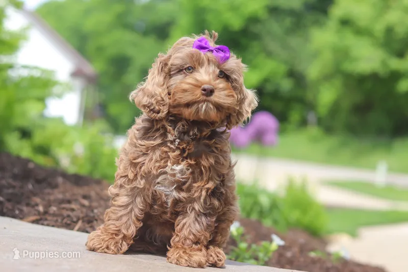 Zoey – Cockapoo puppy for sale in Millersburg, OH