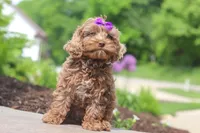 Zoey, a female Cockapoo for sale in Millersburg, OH – 2 of 6