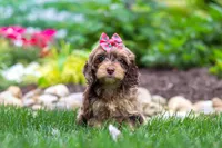 Nova, a female Cockapoo for sale in Millersburg, OH – 4 of 6
