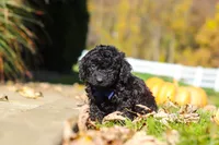 Landon, a male Cavapoo for sale in Millersburg, OH – 2 of 5
