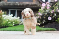 Oakley, a male Cockapoo for sale in Millersburg, OH – 7 of 8