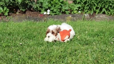 Baxter, a male Cockapoo for sale in Millersburg, OH – 6 of 6