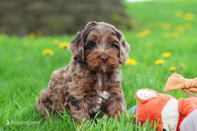 Elliot – Cockapoo puppy for sale in Millersburg, OH