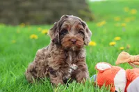 Elliot, a male Cockapoo for sale in Millersburg, OH – Photo 1 of 6