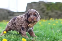 Elliot, a male Cockapoo for sale in Millersburg, OH – Photo 4 of 6