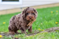 Elliot, a male Cockapoo for sale in Millersburg, OH – Photo 5 of 6