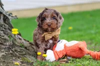 Elliot, a male Cockapoo for sale in Millersburg, OH – Photo 2 of 6