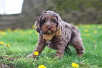 Elliot, a male Cockapoo for sale in Millersburg, OH – Photo 6 of 6
