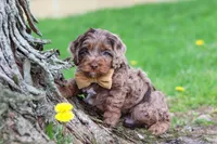 Elliot, a male Cockapoo for sale in Millersburg, OH – Photo 3 of 6