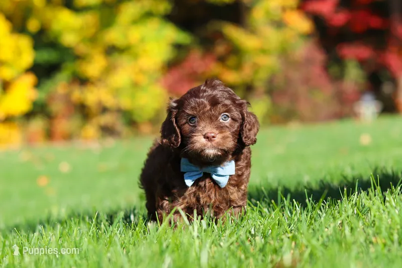 Rusty – Cavapoo puppy for sale in Millersburg, OH